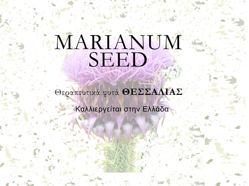Marianum Seed